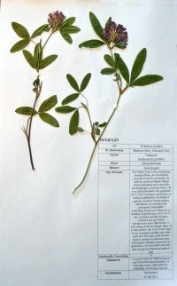 Trifolium medium