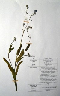 Myosotis sylvatica