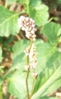 Persicaria laphatifolia