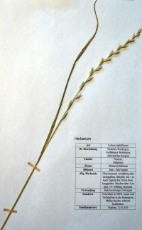 Lolium multiflorum