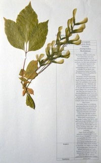 Acer negundo