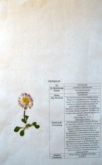 Bellis perennis