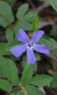 Vinca minor