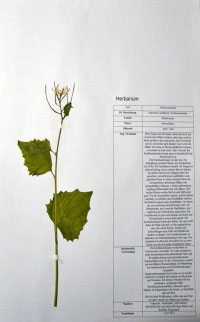 Alliaria petiolata