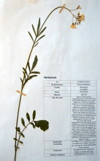 Cardamine pratensis