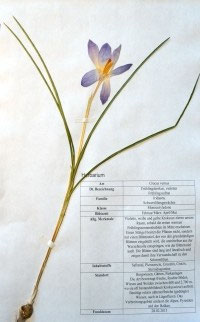 Crocus vernus