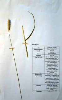 Alopercus pratensis