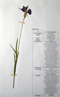 Agrostis capillaris