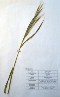 Bromus sterilis