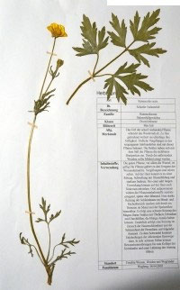 Ranunculus acris