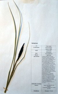 Carex nigra