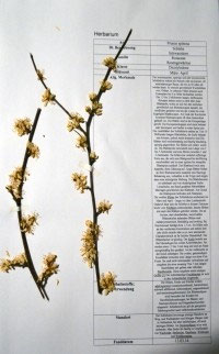 Prunus spinosa