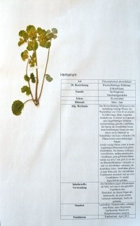 Chrysosplenium alternifolium