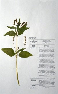 Mercuralis annua männliche Form
