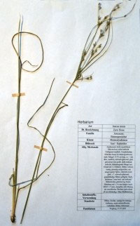 Juncus tenius