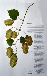 Humulus lupulus