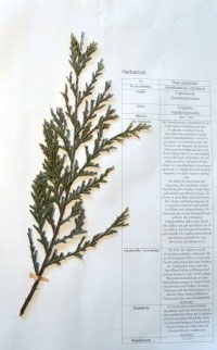 Thuja occidentalis