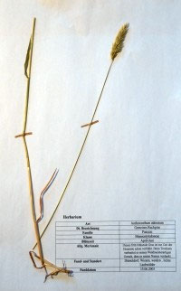 Anthoxanthum odoratum