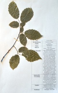 Corylus avellana