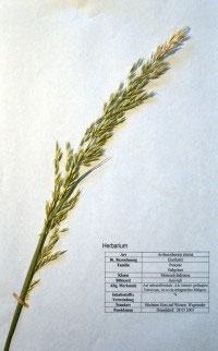 Arrhenatherum elatius