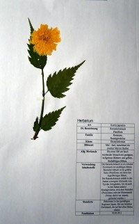 Kerria japonica