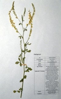 Melilotus officinalis