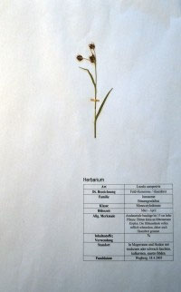 Luzula campestris