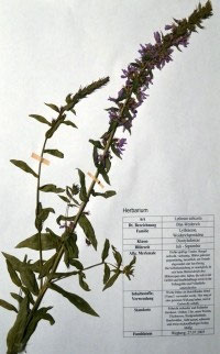 Lythrum salicaria