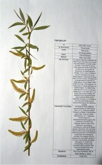 Salix alba tristis