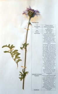 Centaurea scabiosa