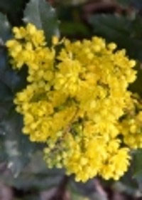 Ilex aquifolium