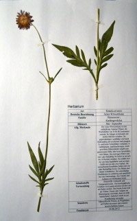 Knautia arvensis