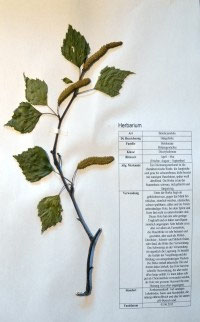 Betula pendula