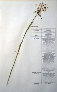 Luzula pilosa