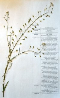Capsella bursa-pastoris