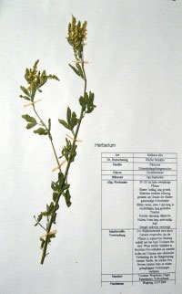 Melilotus alba