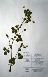 Medicago lupulina