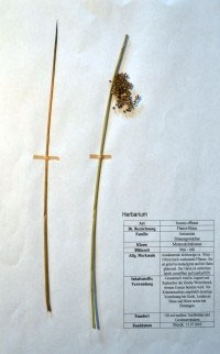 Juncus conglomeraten