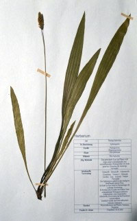 Plantago lanceolata