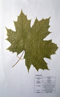 Acer platanoides