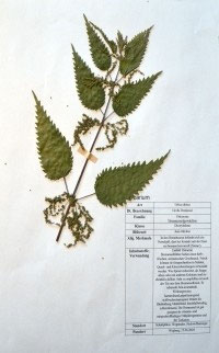 Urtica dioica
