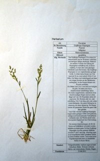 Poa annua