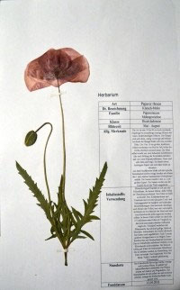 Papaver rhoeas