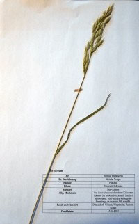 Bromus hordeaceus