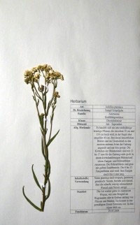 Achillea ptarnica