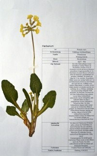 Primula veris