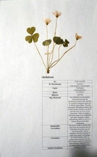 Oxalis acetosella