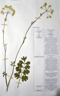 Pimpinella saxifraga
