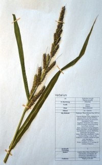 Echinochloa crus-galli