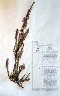 Calluna spec.